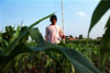 Corn farmer small.jpg (9404 bytes)