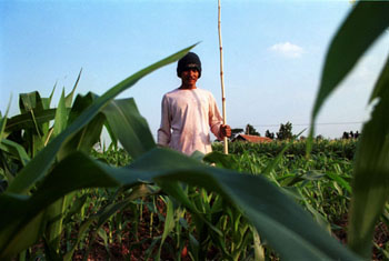 Corn farmer.jpg (29701 bytes)