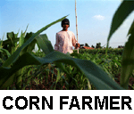 Corn.gif (13316 bytes)