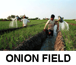 Onion.gif (13255 bytes)