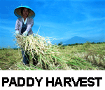 Paddy.gif (13003 bytes)