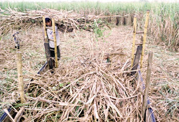 Suagarcone Harvest.jpg (53231 bytes)