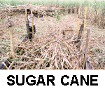 Sugar cane.gif (19038 bytes)