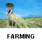 farming button.gif (5559 bytes)